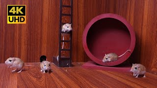 4K Cat TV: Mice on the Move — Climbing, Spinning, and Scurrying Fun for cats to watch