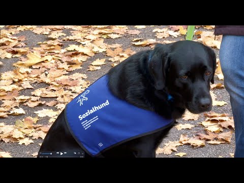 Die Sozialhündin Falina an der Aescher Primarschule - Birsstadt-TV Aesch