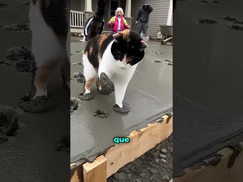 Dejó Sus Huellas de Patitas en el Lodo… y Resultó No Ser Lodo 😱⚠️