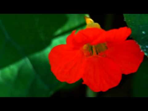 Nokalal Singithi - නොකැළැල් සිඟිති