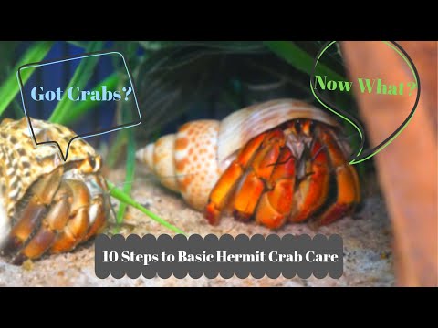image-How do you take care of a hermit crab at home?