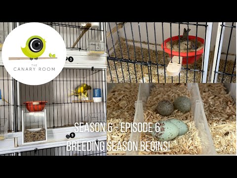 The Canary Room Season 6 Episode 6 - Breeding Season Starts!
