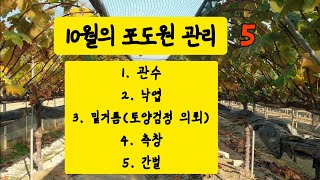 10월의 포도원 관리 5가지 체크해보세요 !!