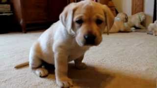 Yellow Labrador Retriever Puppies playing 6 weeks CUTE explosion (Buc~A~Buc Farm)