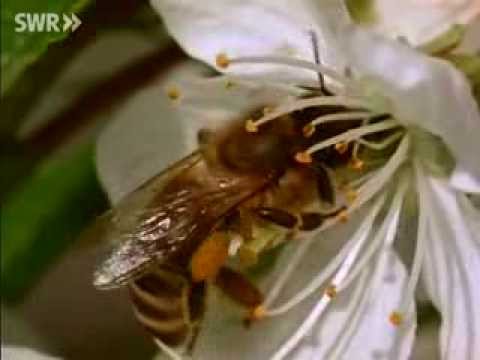 Im Staat aus Wachs und Honig - Bienen