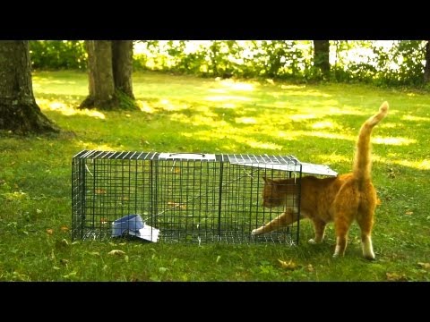 Advantek Live Trap for Cat, Raccoon, Opossum, and Armadillo Value Pack Test