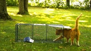Advantek Live Trap for Cat, Raccoon, Opossum, and Armadillo Value Pack Test