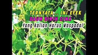 Download lagu 3 Efek samping daun sirih cina mp3 Download lagu 3 Efek samping daun sirih cina mp3