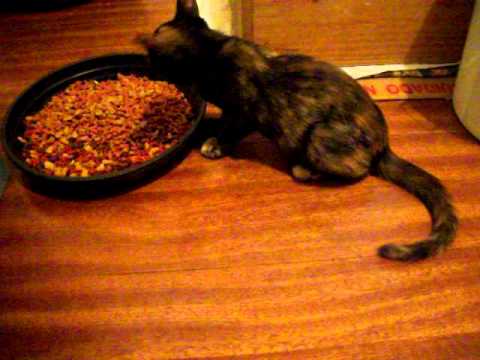 Eneida 03 03 11 Miméia comendo 120