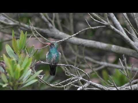 Broad-billed Hummingbird comes to Sea Ranch, CA, USA  DSC 7760