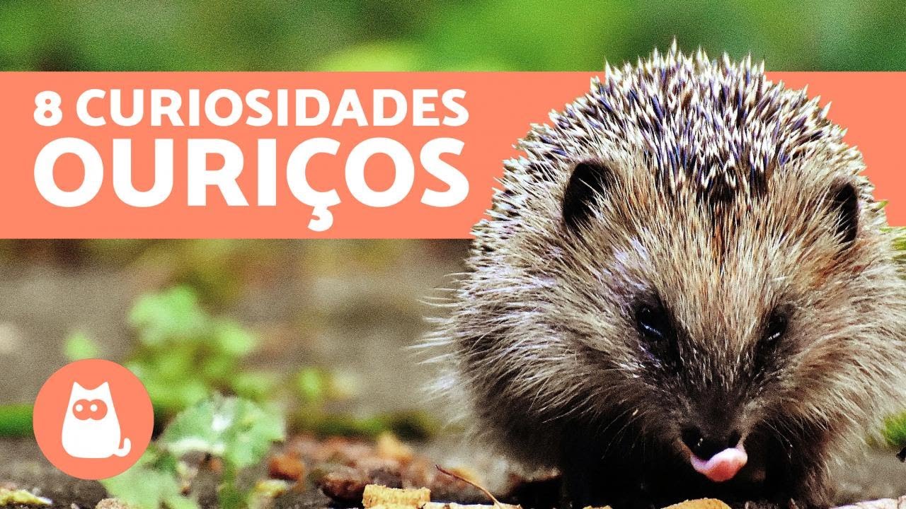 8 CURIOSIDADES sobre os OURIÇOS que você deveria saber