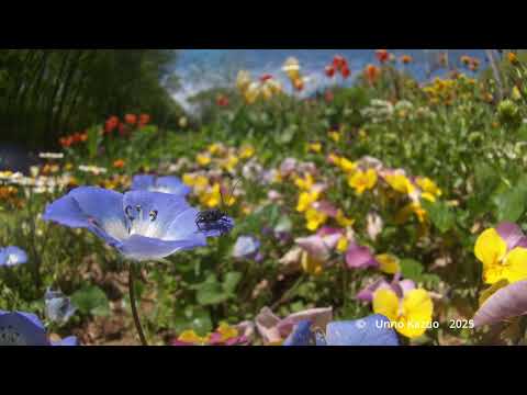 魚眼レンズで撮るモモブトカミキリモドキ