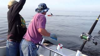 preview picture of video 'Trophy Rock Fish fishing - May 2013 - Chesapeake Bay'
