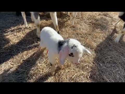 Little Bo (aka Bigfoot Odyssey)