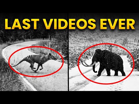 7 last videos of extinct animals 