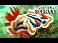 Sea Slug Facts: aka NUDIBRANCH Facts | Animal Fact Files