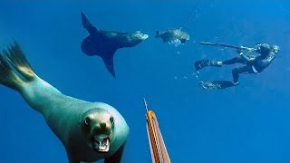 Sea Lion ATTACKS Our FISH!!! **Spearfishing in Mag Bah Mexico**