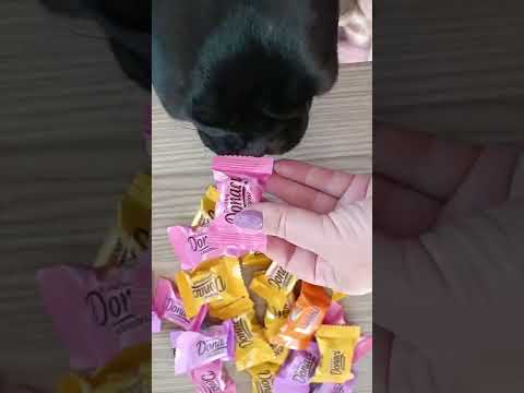 Frencbuldog and unpacking chocolate candies🥰 #shorts