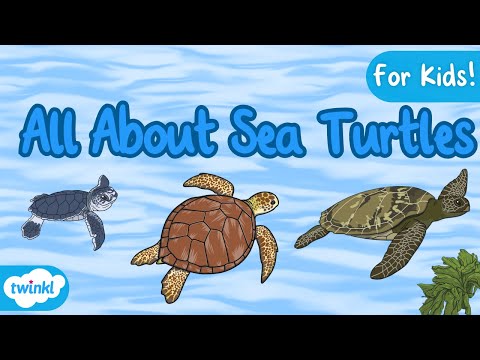 All About Sea Turtles for Kids! | The Life Cycle of a Sea Turtle | Sea Turtle Facts