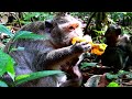 Very Sweet Mango Mom Eating Mango Baby Drink Milk From Mom
