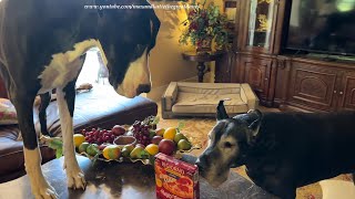 Funny Great Dane Proudly Delivers Her First Personal Pizza & Ice Cream