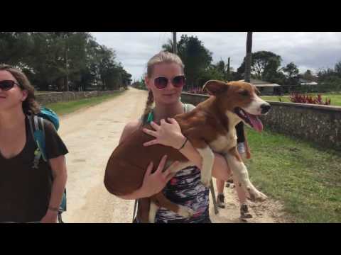 Bob and the Bees in Tonga 2016