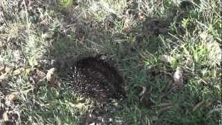 preview picture of video 'Echidna by the road near Terralong Farm, Kangaroo Valley, Australia'