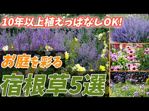 冬の美しい庭を作る、凍らない屋外植物10選  庭園