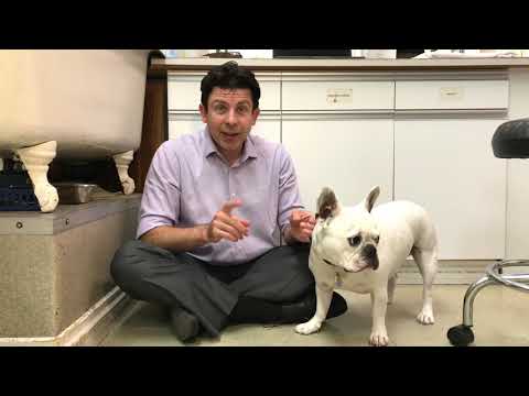 Dog Brachycephalic Syndrome Explained (1 of 2)