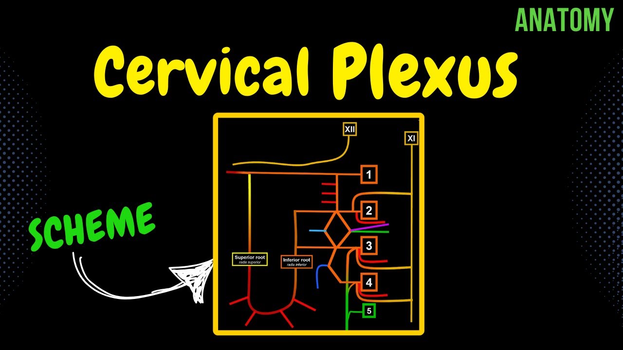 Cervical Plexus (EASY Scheme) | Anatomy