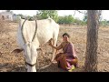 Viral Cow Milk Making Vlog Try