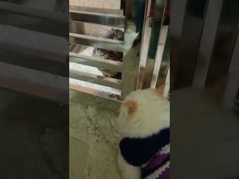 cats silent reaction🤐!!!