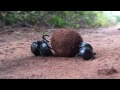 The true facts about dung beetle (Tearon) - Známka: 1, váha: velká