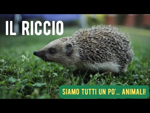 Il Riccio - Siamo tutti un po' ... animali! - I mammiferi raccontati ai bambini