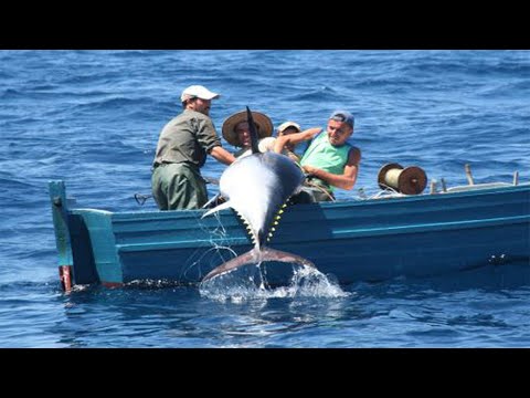 Amazing Giant bluefin tuna, LONG LINE FISHING VIDEOS - How to Cut a Tuna for Sashimi #04