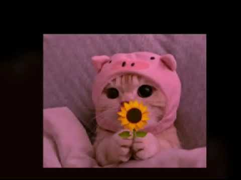 #cat#funnyvideo#youtube#foryou #foryoupage