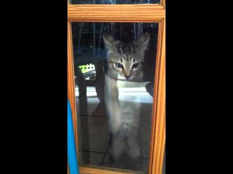 cat scratches glass door