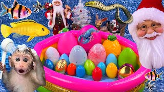 Christmas colorful surprise eggs, crayfish, shark, angelfish, butterfly, catfish fish in pool
