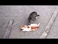 Pregnant Cat Critically Injured In Traffic Accident Loyal Mate Stays By Her Side Until Final Moment