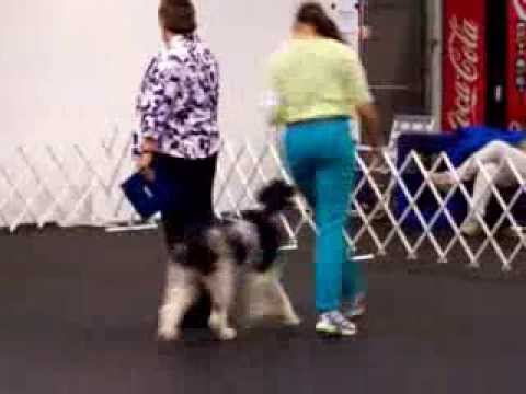Porti's 1st leg CD Wilmington AKC Trial
