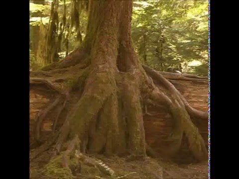 [Interwave 02] Geotropism - Fertile Soil