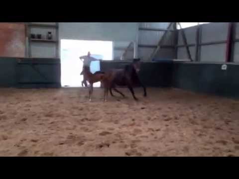 Stutfohlen von Cascadello II / Casado / Calando I