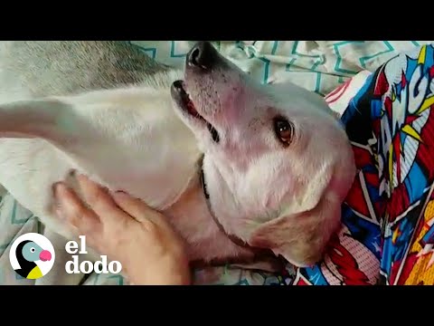 See what a little love can do for a dog's life | The Dodo