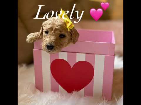 Goldendoodle puppies by Starlight