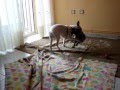 Adoptada Kibi Adoptados Chip Y Chop