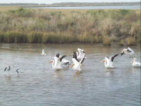 download lagu mp3 mp4 Jimmy Buffett Pacing The Cage, download mp3 Jimmy Buffett Pacing The Cage free downloadn, video klip Jimmy Buffett Pacing The Cage