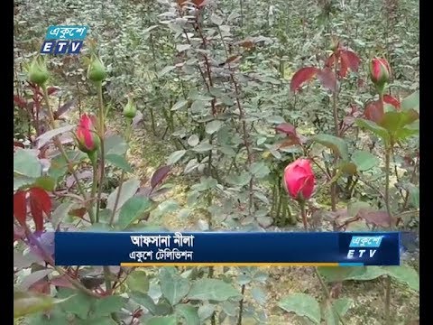 জনপ্রিয় হয়ে উঠেছে ফুল চাষ