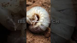 Khepri of Egypt: the dung beetle #alchemy #mythology #egyptian #esoteric #ancient #gnosis