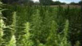 Tenacious D - Marijuanaville