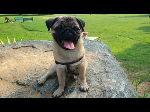 Pug sheeran (shape of pug) | Jerry the pug